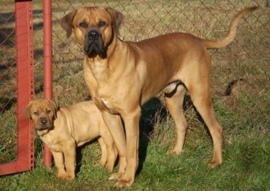 Таса-ину со щенком