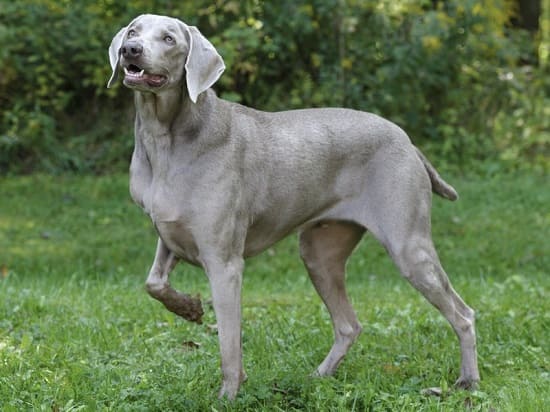 Веймаранер