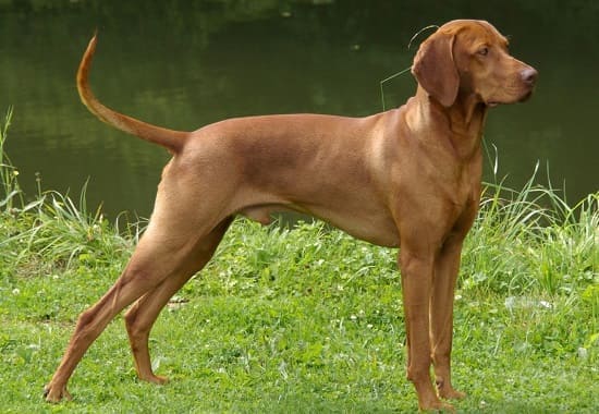 Венгерская Визсла Гладкая
