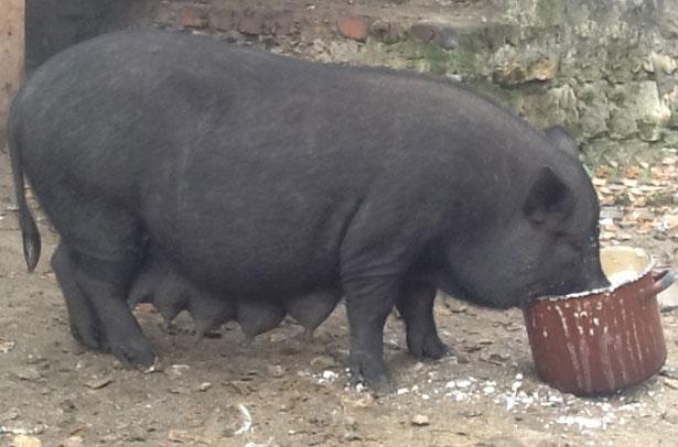 Кормление свиней