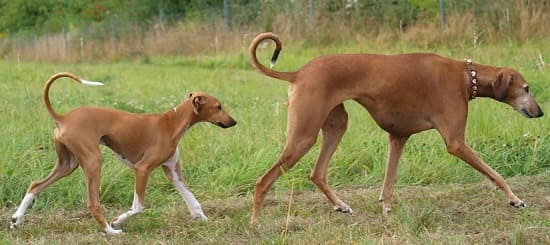 Взрослый азавак со щенком