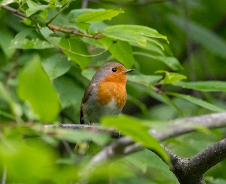 Зарянка – птичка с оранжевой грудкой