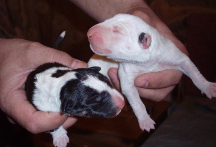 Собака с крысиной мордой: с мордой крысы, порода, бойцовская