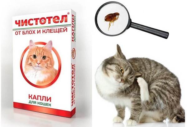 15 лучших капель для протирки от блох для кошек-16