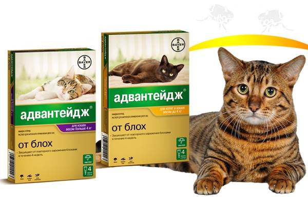 15 лучших капель для протирки от блох для кошек-6