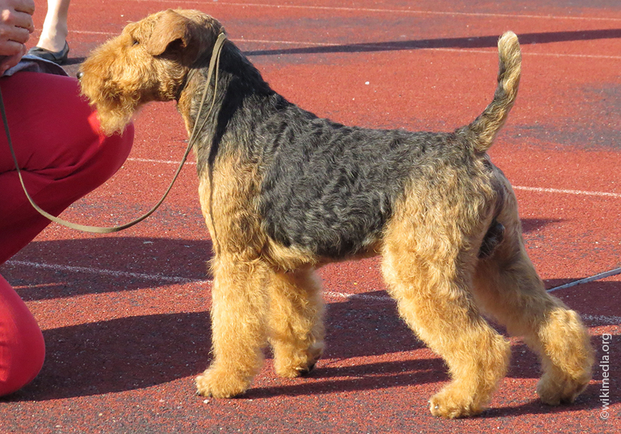 Вельштерьер