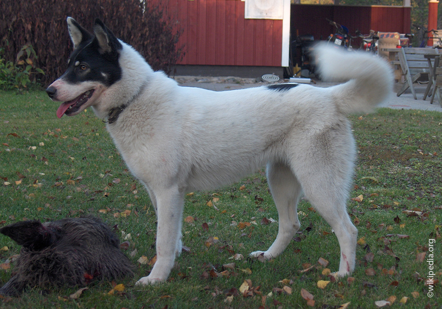 восточно-Сибирская лайка