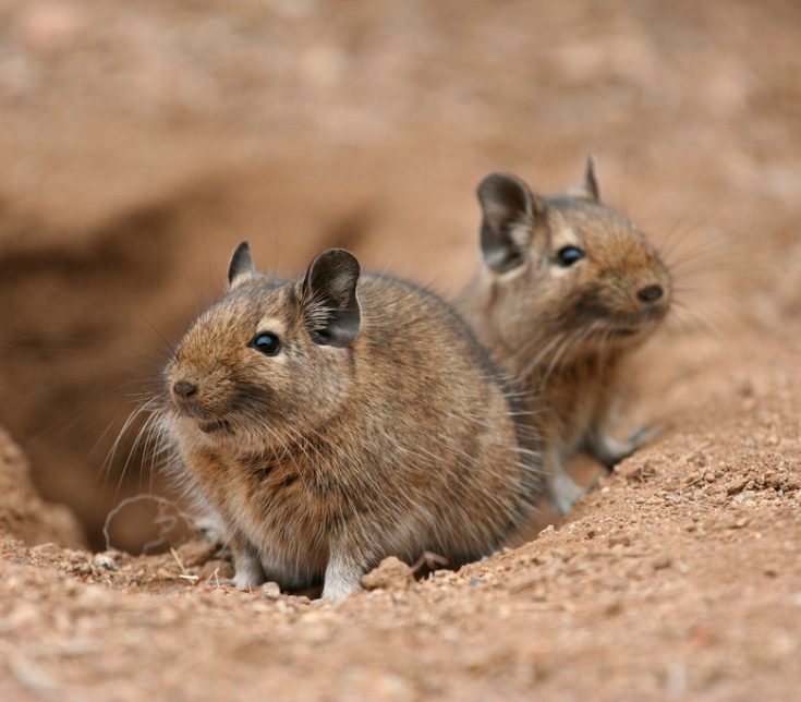 Сколько живут белки дегу; белка дегу в домашних условиях: содержание; чилийская белка дегу