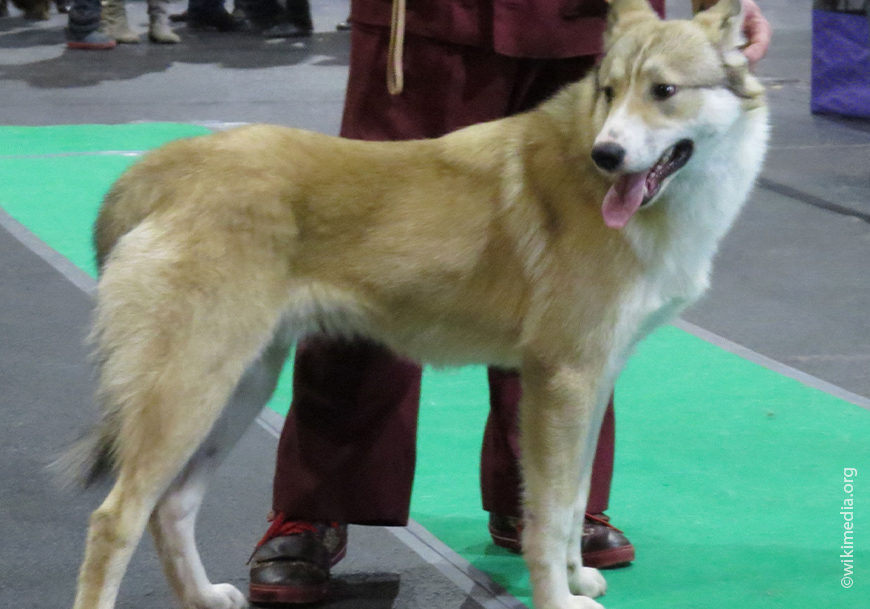 Западносибирская лайка