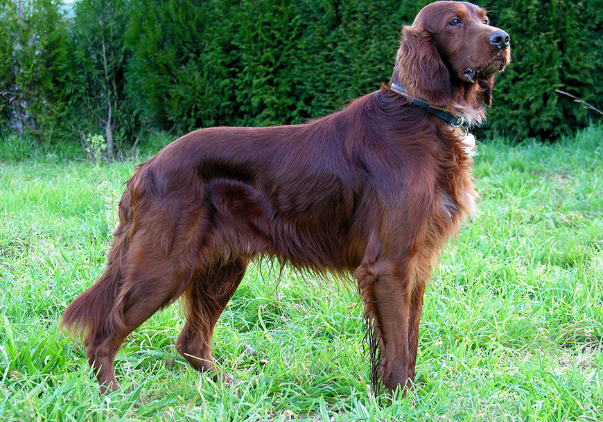 Ирландский сеттер