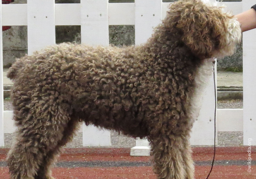 Испанская водяная собака