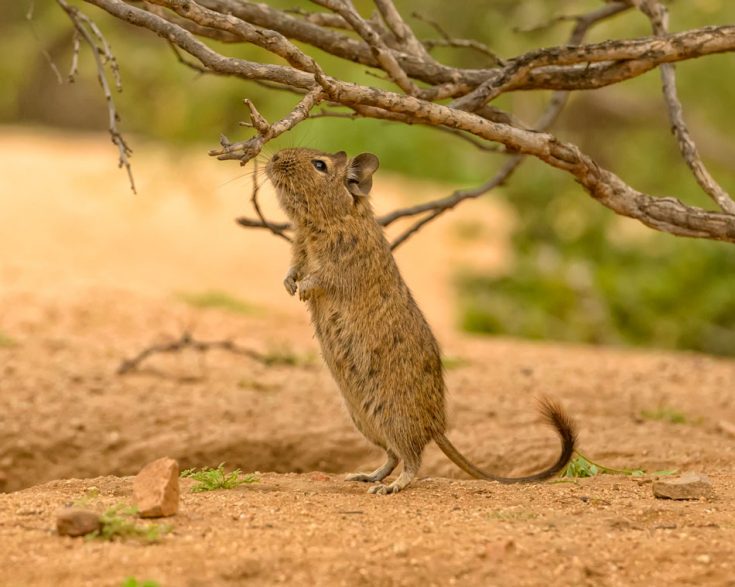 Сколько живут белки дегу; белка дегу в домашних условиях: содержание; чилийская белка дегу