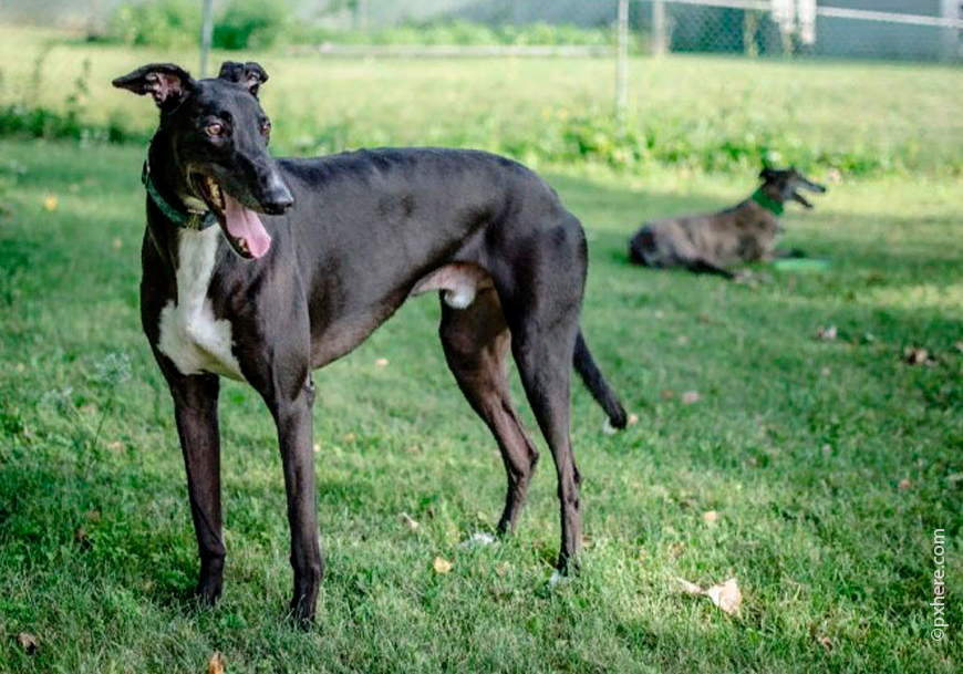 Испанский галго