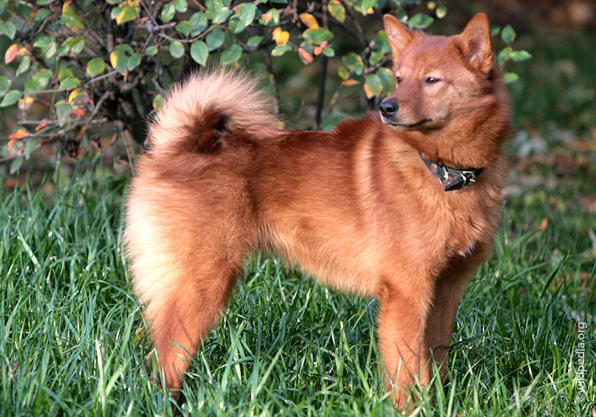 Карело-финская лайка