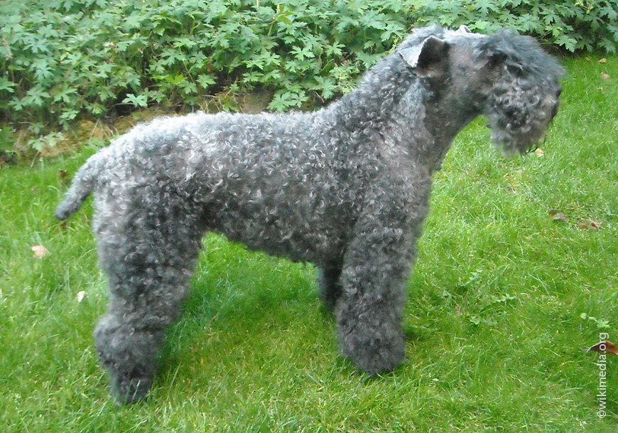 Керри-блю-терьер