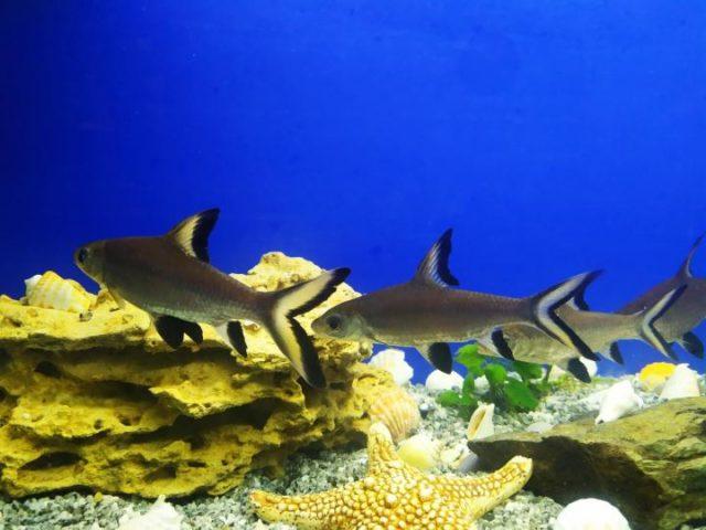 Стая акульих балу Стая акульих балу