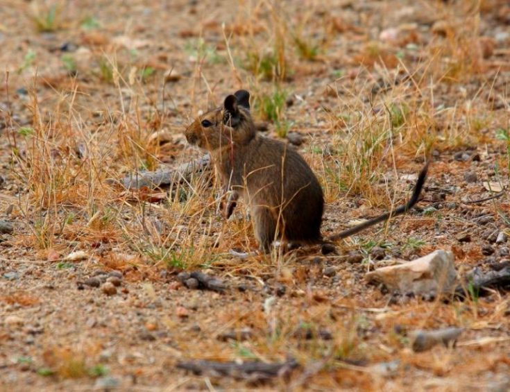 Сколько живут белки дегу; белка дегу в домашних условиях: содержание; чилийская белка дегу