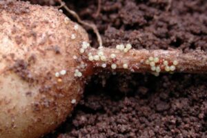 Нематоды растений, виды фитопаразитов