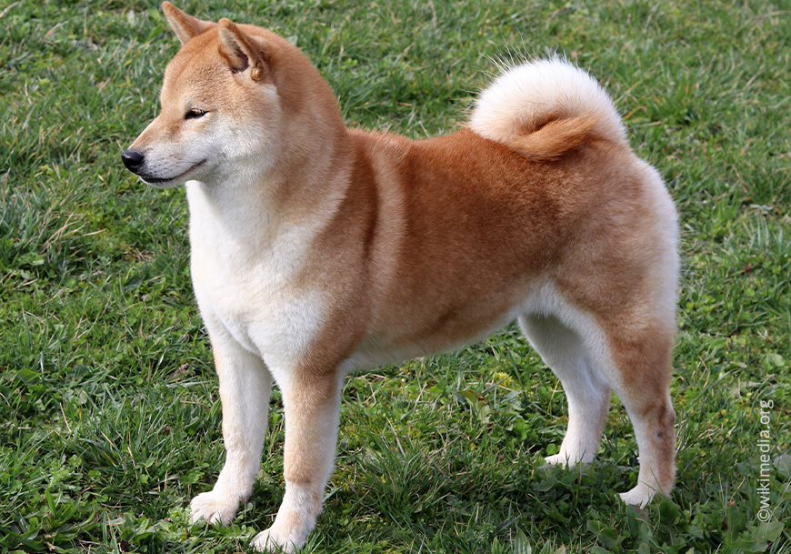 Шиба-ину (шиба-ину)