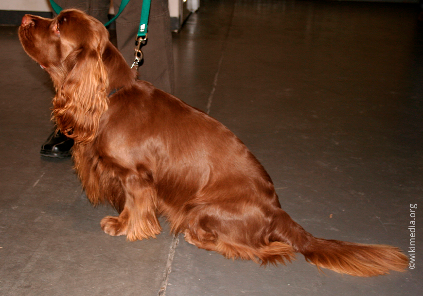 Сассекс спаниель