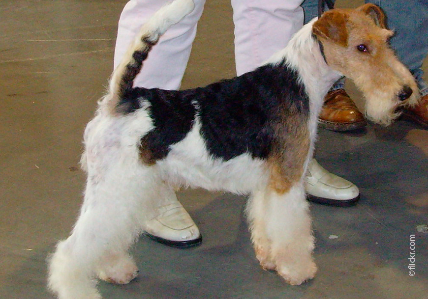 Фокстерьер