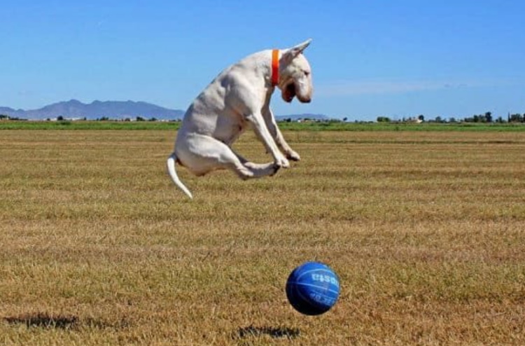 Собака с крысиной мордой: с мордой крысы, порода, бойцовская
