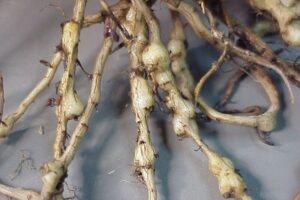 Нематоды растений, виды фитопаразитов