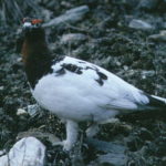 Большая белая куропатка