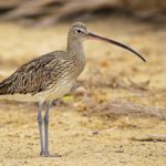 Большой кроншнеп