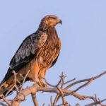 Большой подорлик