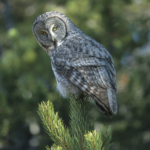 Бородатая неясыть