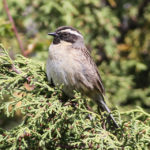 Черноглазая завирушка