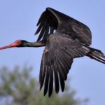 Черный аист