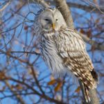 Длиннохвостая неясыть