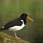 Кулик-сорока