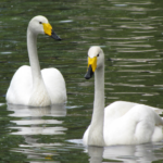 Лебедь-кликун