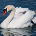 Лебедь-шипун