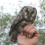 Мохноногий сыч