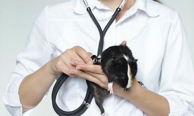 Укусы морской свинки – причины