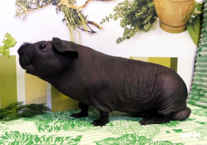 Лысая морская свинка