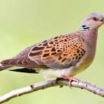 Обыкновенная горлица