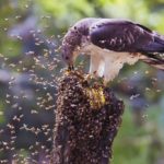 Обыкновенный осоед