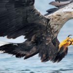 Орлан-белохвост