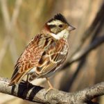 Овсянка-ремез