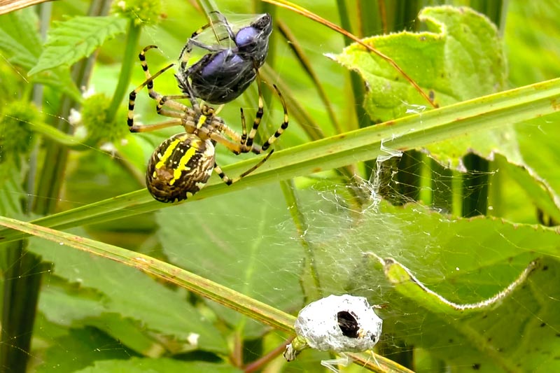Паук оса заворачивает добычу в кокон