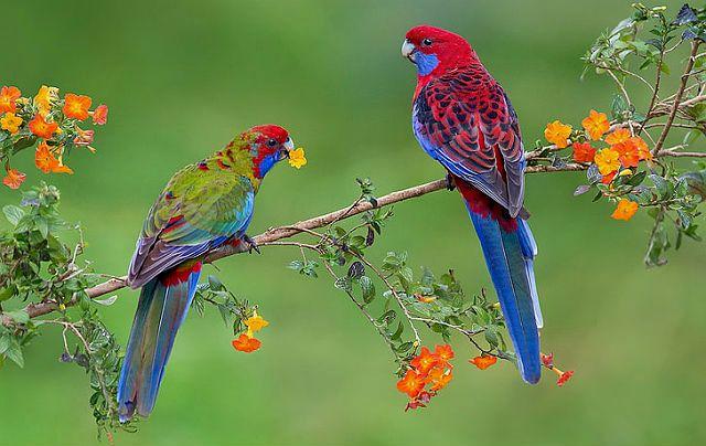 Попугай розелла - уход и кормление