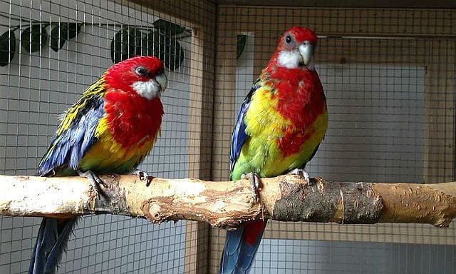 Попугаи розеллы в клетке