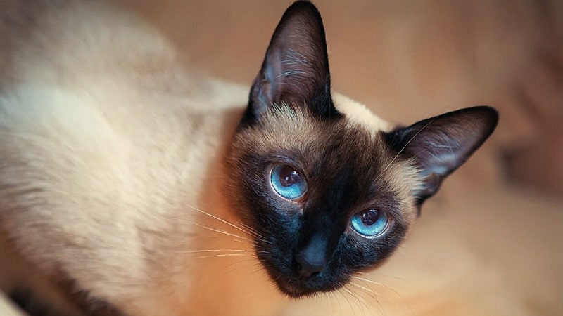 Кошки породы с большими ушами и вытянутой мордой