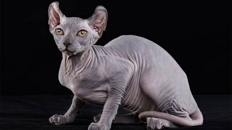 Кошки породы с большими ушами и вытянутой мордой