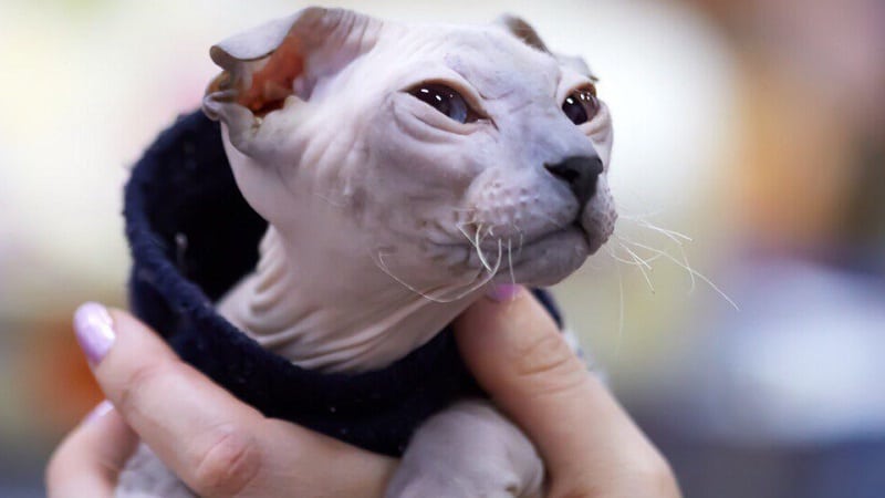 Кошки породы с большими ушами и вытянутой мордой